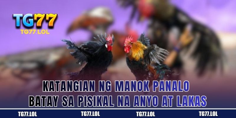 Manok Panabong na May Matibay na Pisikal na Katawan