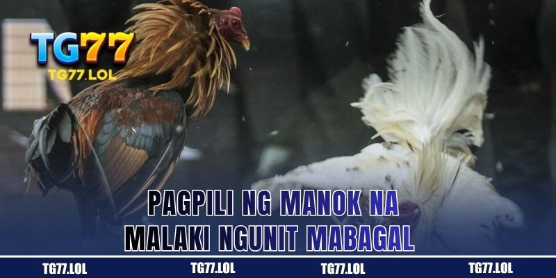 Manok na Malaki ang Katawan Ngunit Mabagal Kumilos sa Sabong