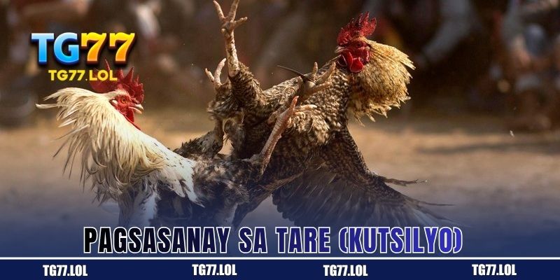 Manok-Panabong na Sinasanay sa Pagsuot ng Tari