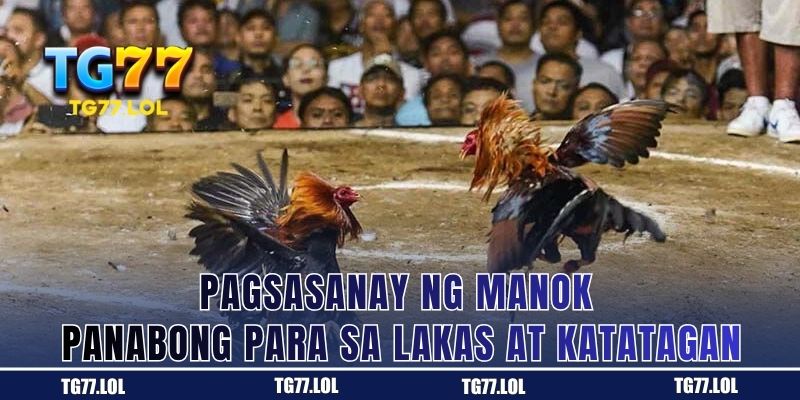 Paghubog sa manok panabong para sa tibay at lakas sa TG77