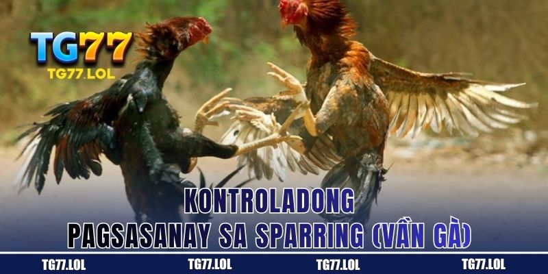 Sparring na may kontrol para sa manok panabong sa TG77