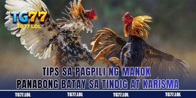 Tips sa Pagpili ng Manok Panabong: Suriin ang Postura at Presensya